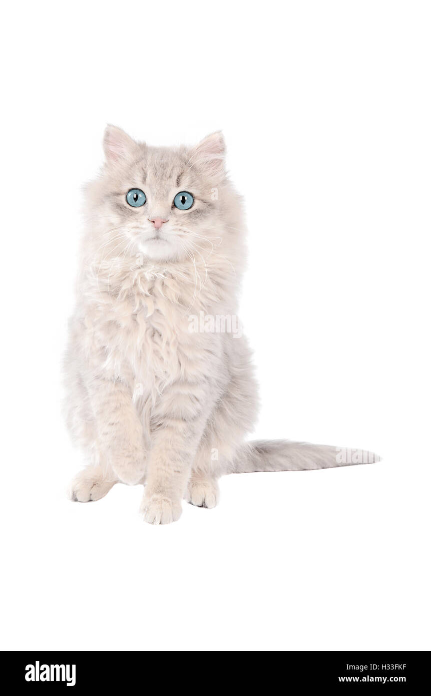 Adorable white tabby kitten with blue eyes Stock Photo - Alamy