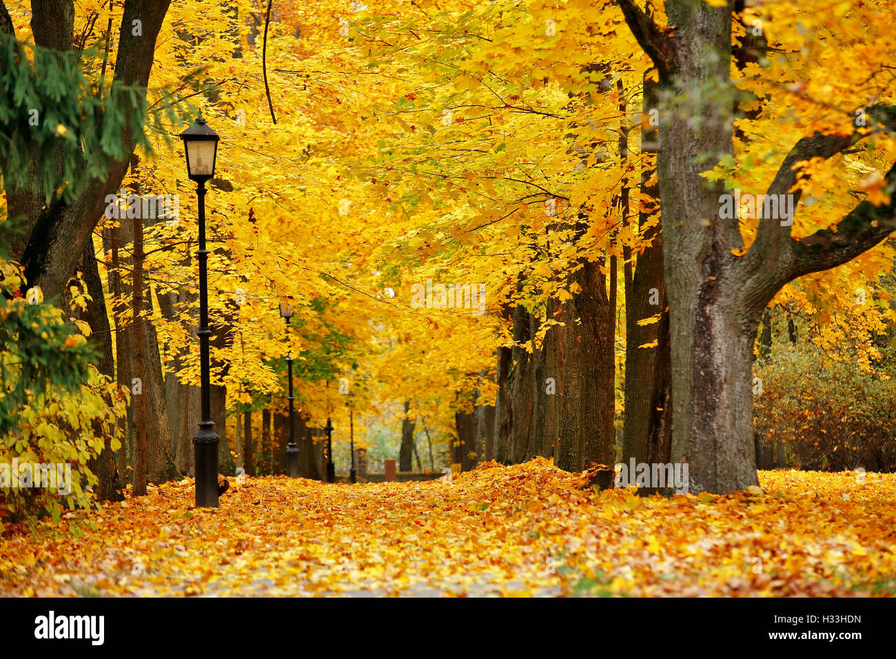 Autumn October colorful park. Foliage trees alley in park Stock Photo ...