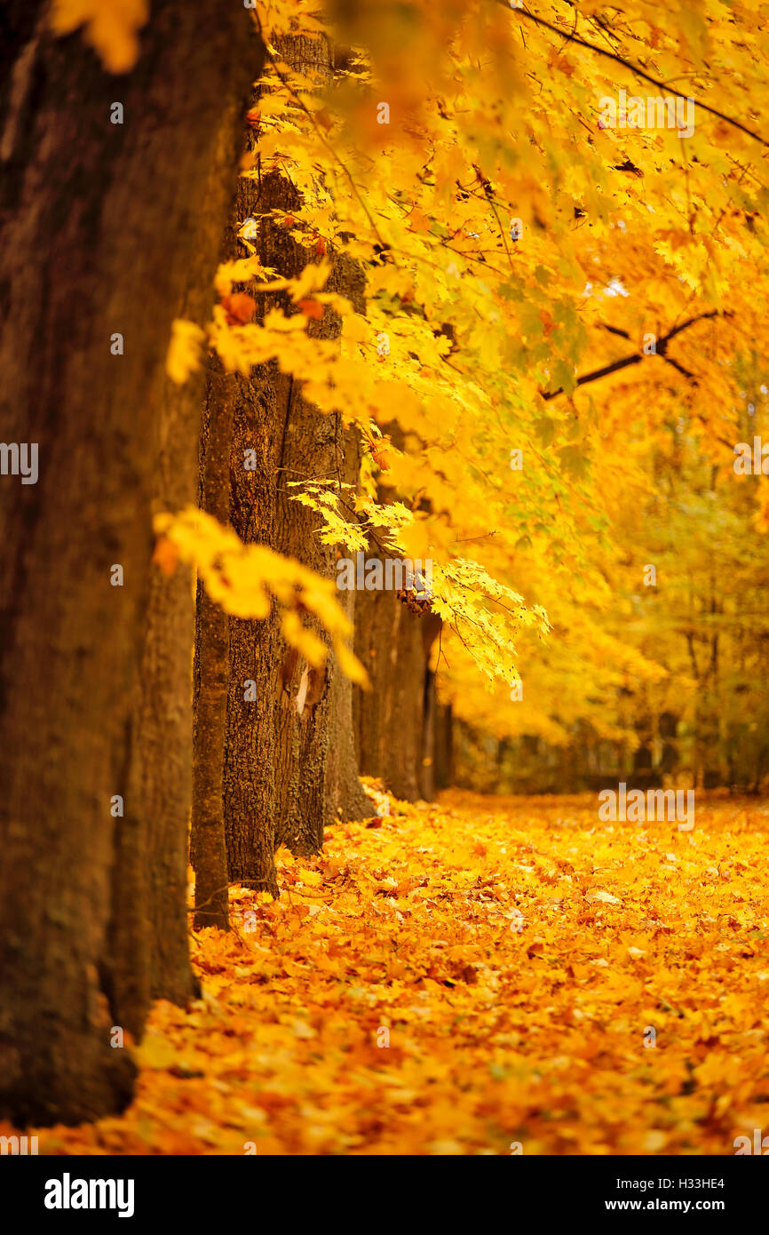 Colorful park hi-res stock photography and images - Alamy