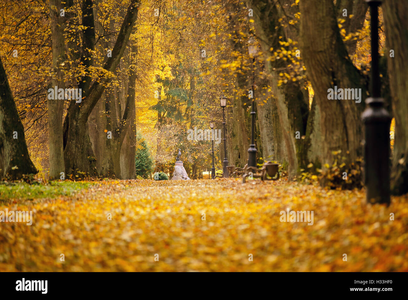 Colorful foliage in the park hi-res stock photography and images - Alamy