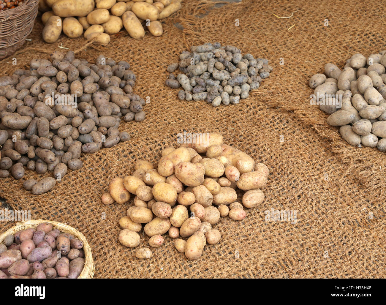 raw Potatoes in a variety of colors and size for sale Stock Photo