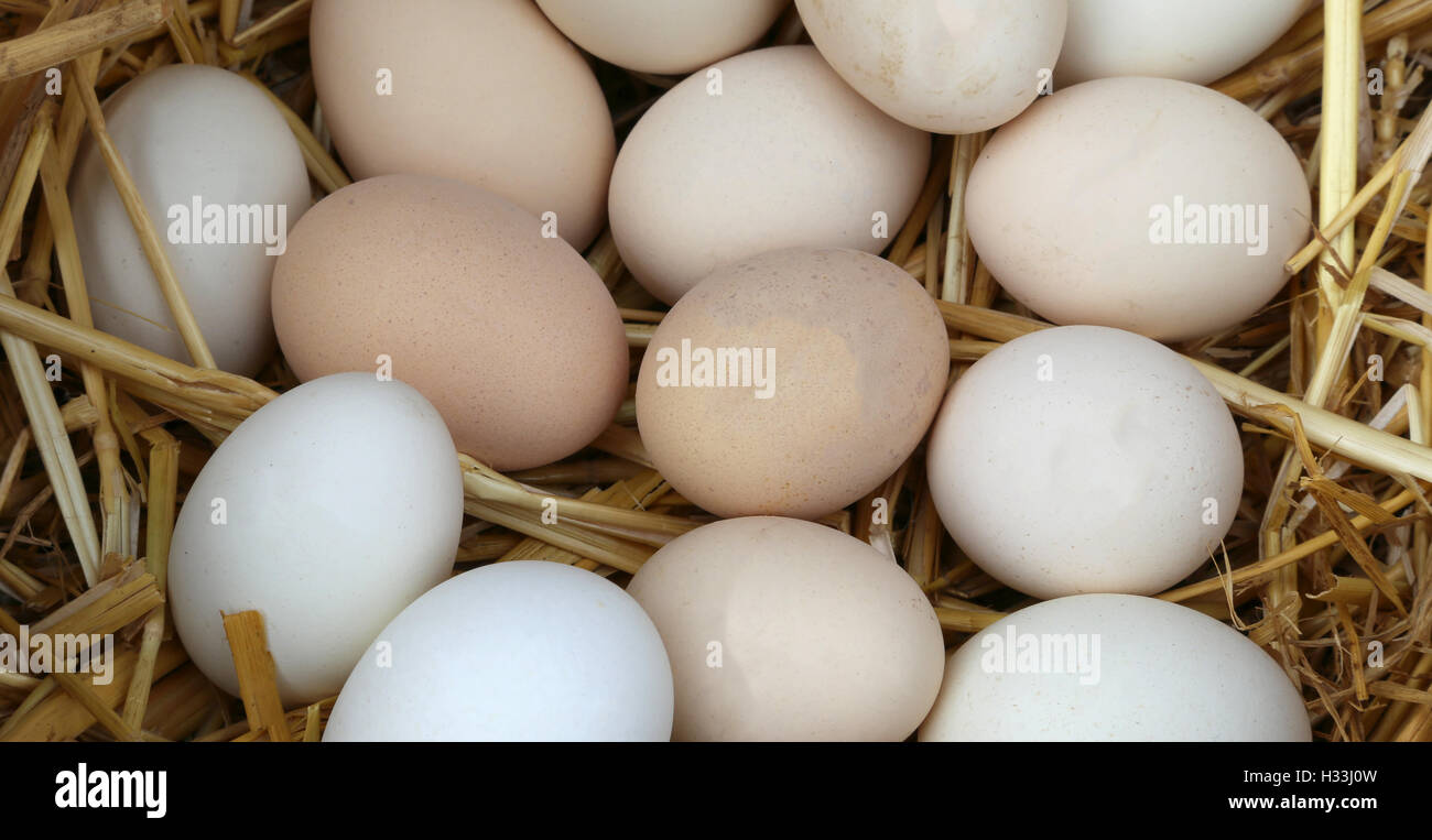 fragile fresh chicken eggs with straw Stock Photo Alamy
