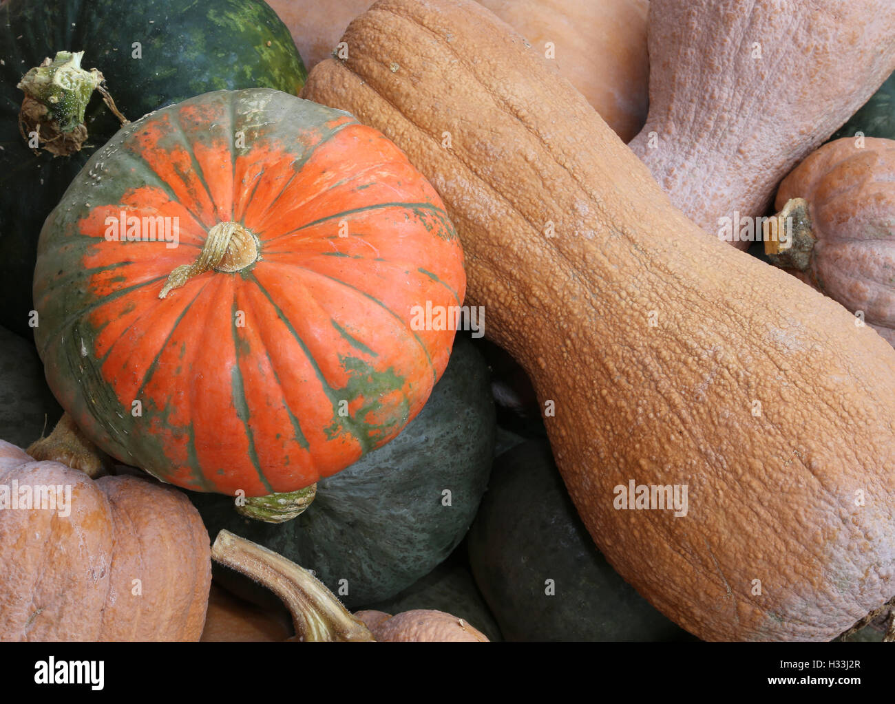 https://c8.alamy.com/comp/H33J2R/many-mature-edible-gourds-for-sale-in-greengrocer-H33J2R.jpg