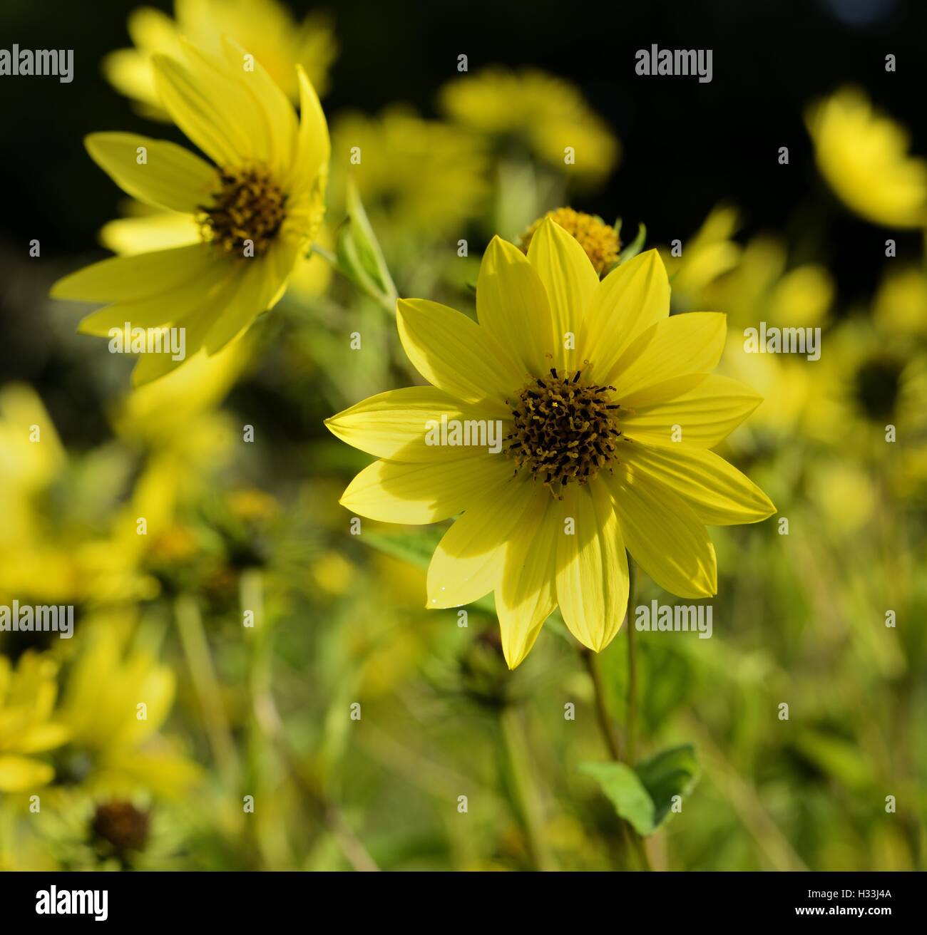 Helenium border hi-res stock photography and images - Alamy