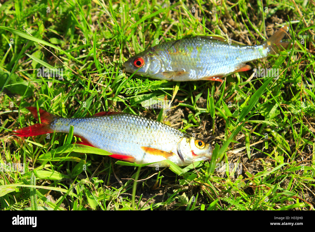 two beautiful caught ruddies laying on the grass Stock Photo - Alamy