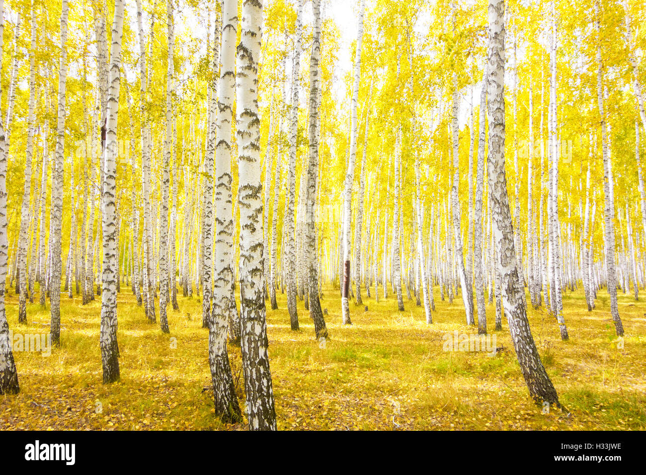 Beautiful forest orange birch hi-res stock photography and images - Alamy