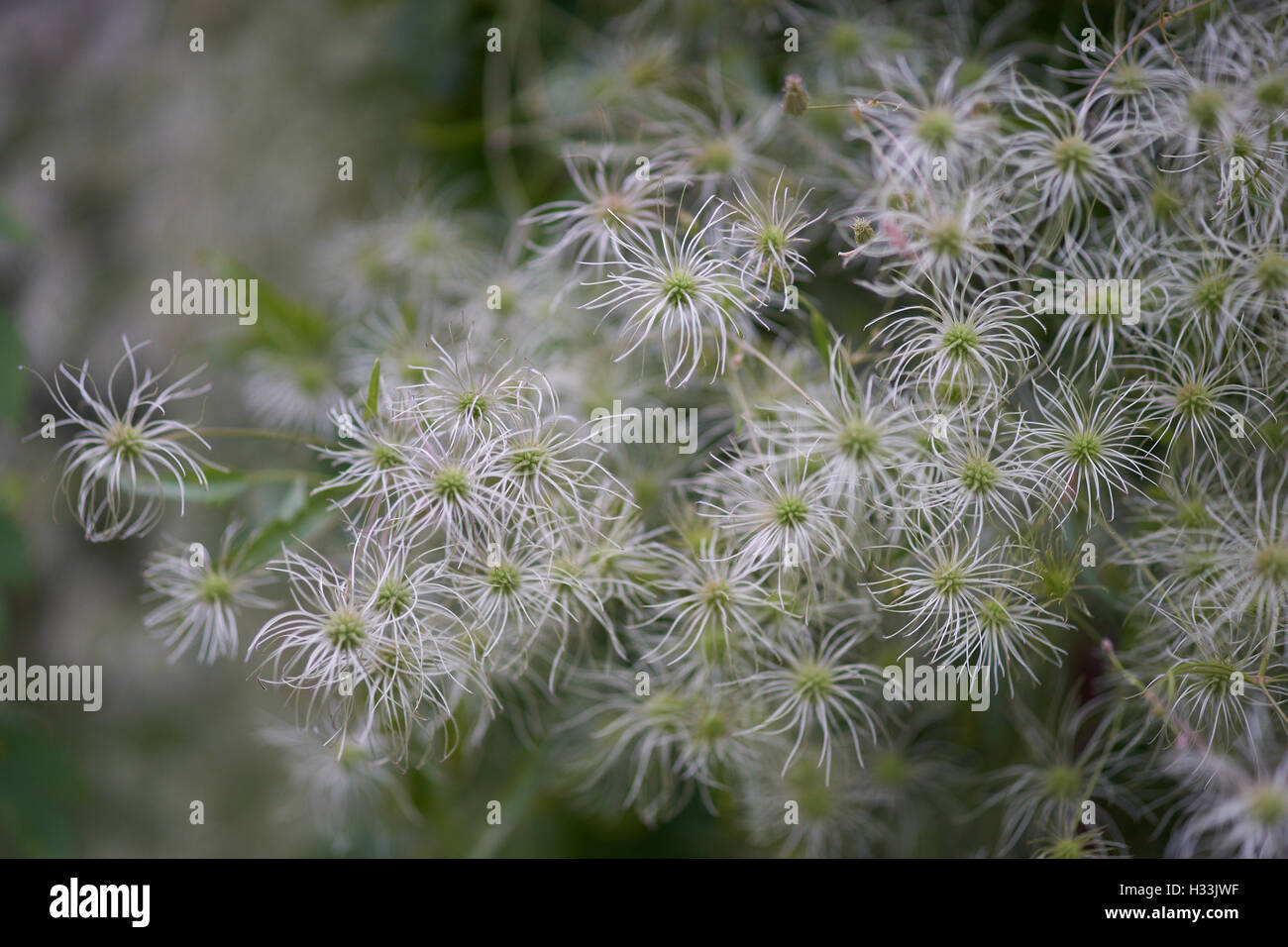 Fluffy clematis seed heads Stock Photo