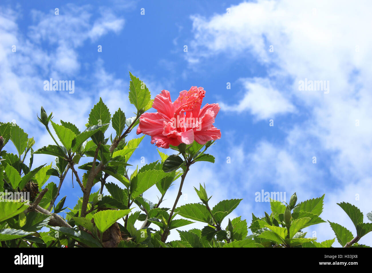 A Hibiscus flower blooming on a tree in Cotacachi, Ecuador Stock Photo