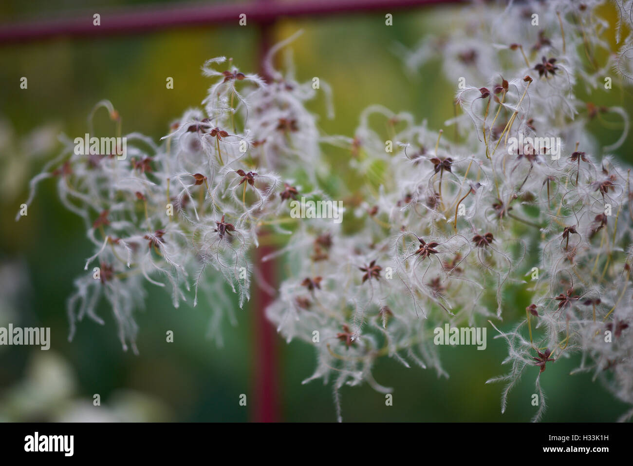 Fluffy clematis seed heads Stock Photo