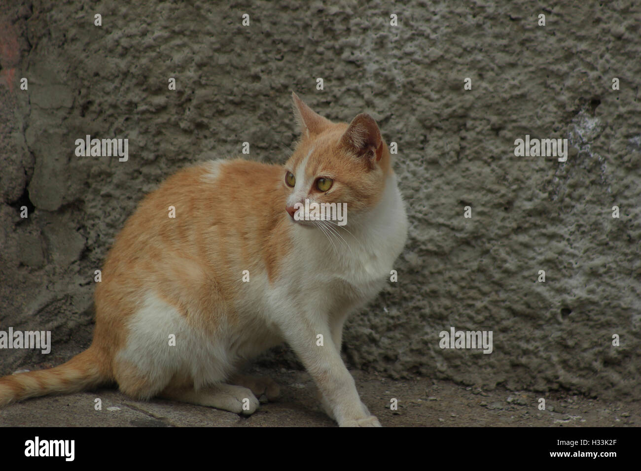 A cat next to the wall of a building in Cotacachi, Ecuador Stock Photo