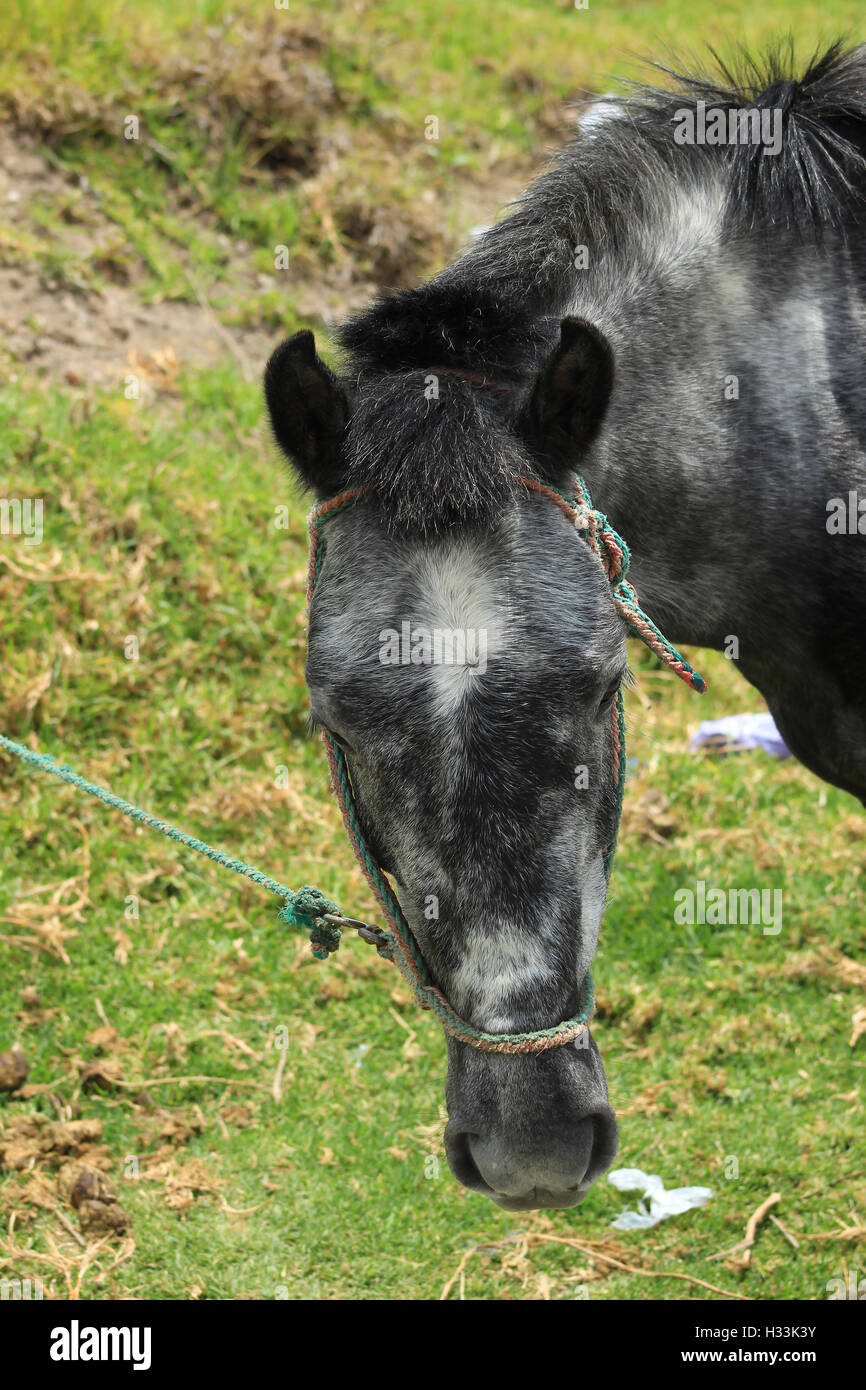 A horse in a pasture on a farm in Cotacachi, Ecuador Stock Photo