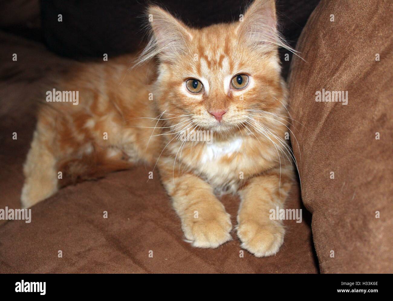 Long Haired Orange Tabby Kitten on a Couch Stock Photo - Alamy