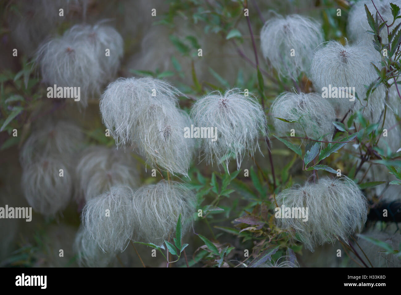 Fluffy clematis seed heads Stock Photo