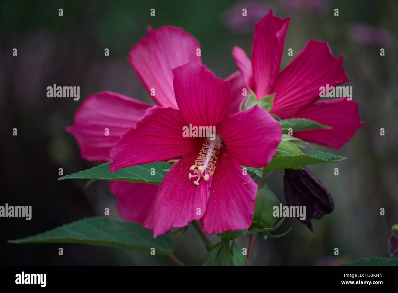 Red swamp rose mallow flowers close up Hibiscus moscheutos Stock Photo