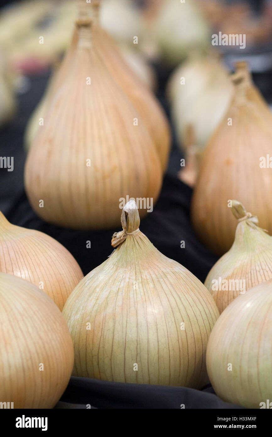 Mammoth Giant Onions display Stock Photo