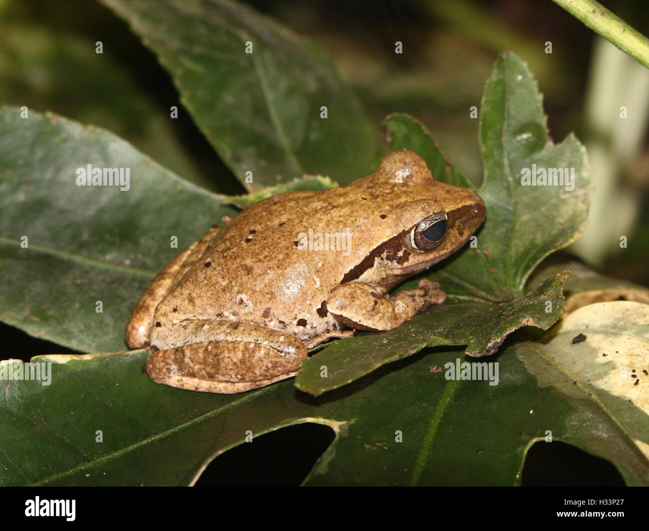 Asian Common Tree Frog or Four-lined tree frog (Polypedates leucomystax) Stock Photo