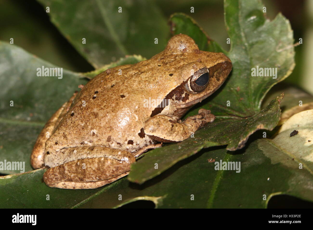 Asian Common Tree Frog or Four-lined tree frog (Polypedates leucomystax), aka Golden Gliding Frog or Flying Leopard Frog Stock Photo
