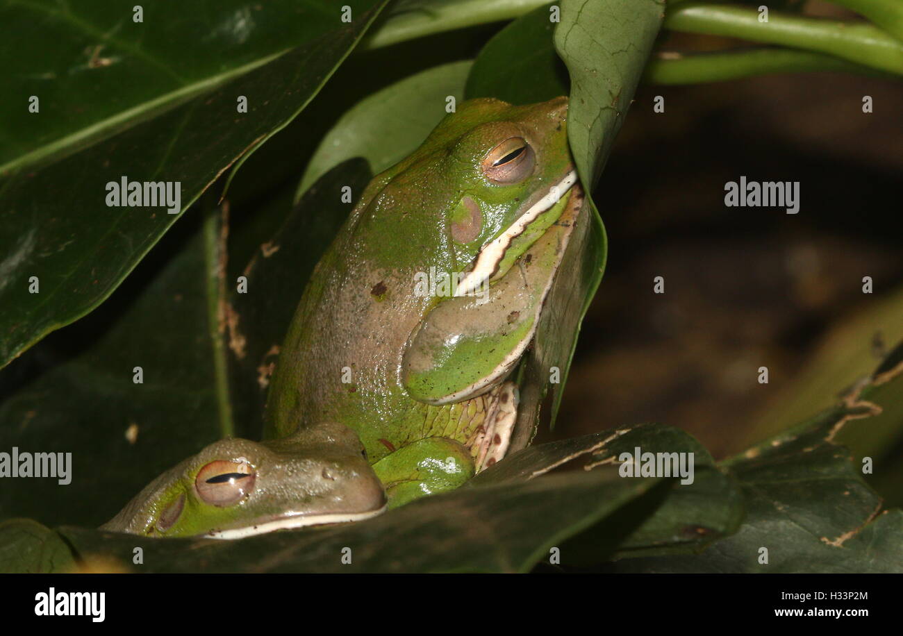 Pair of Australasian White lipped tree frogs (Litoria infrafrenata), a.k.a. Giant tree frog Stock Photo