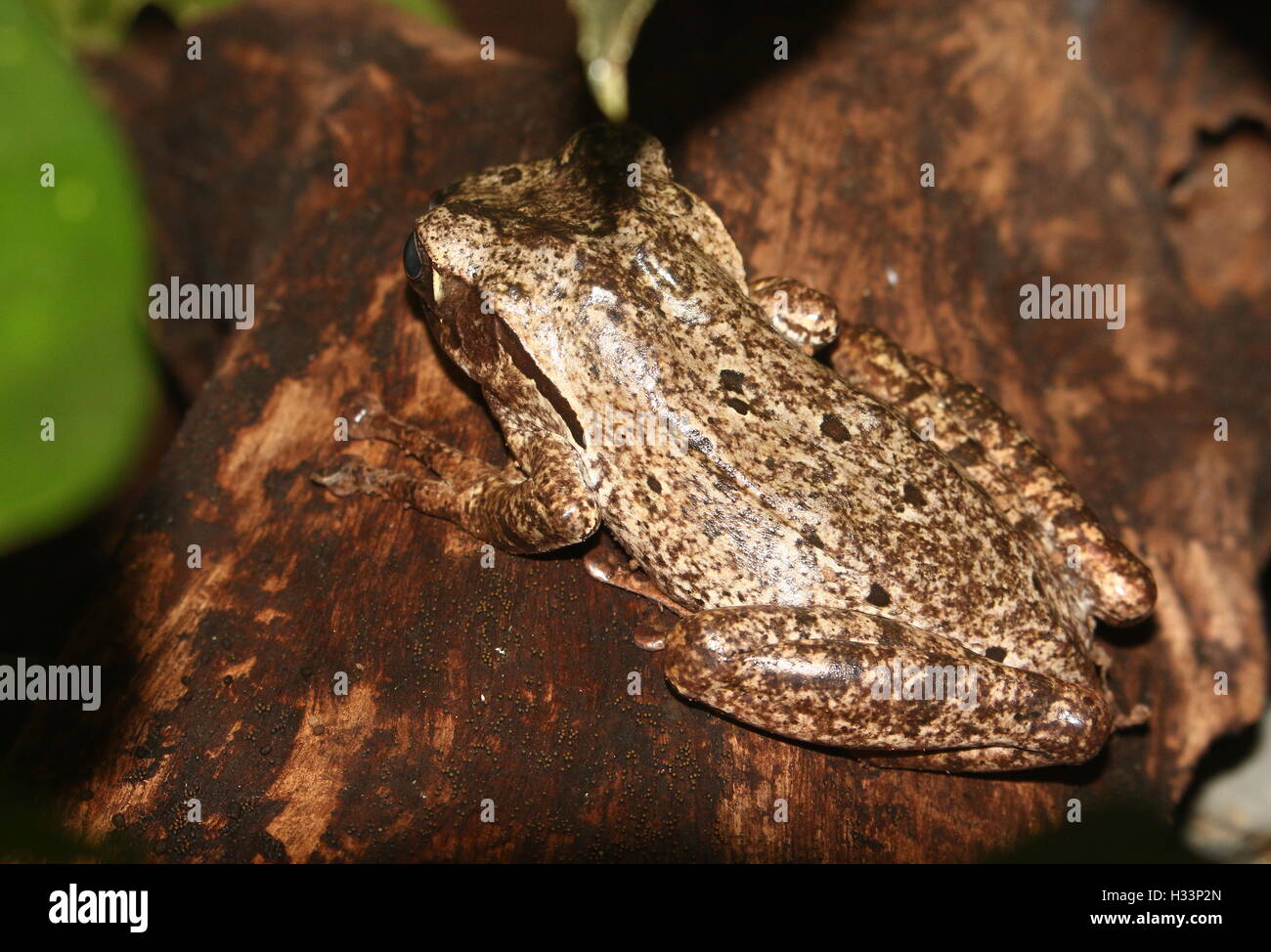 Asian Common Tree Frog or Four-lined tree frog (Polypedates leucomystax) Stock Photo