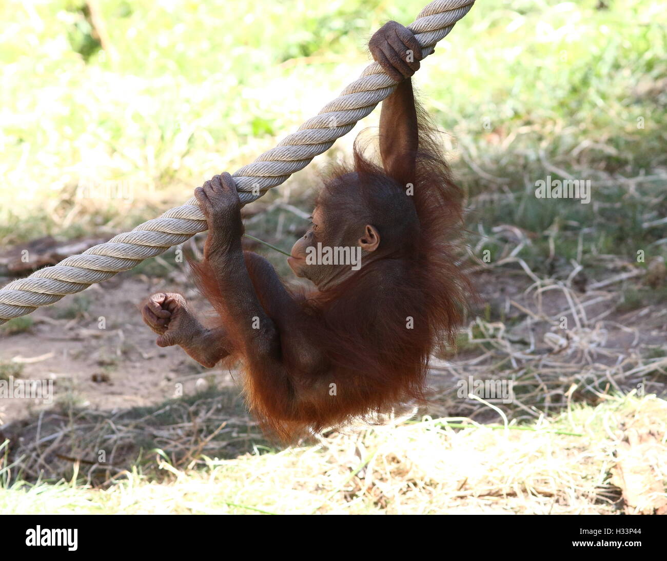 Orangutan feet hi-res stock photography and images - Alamy