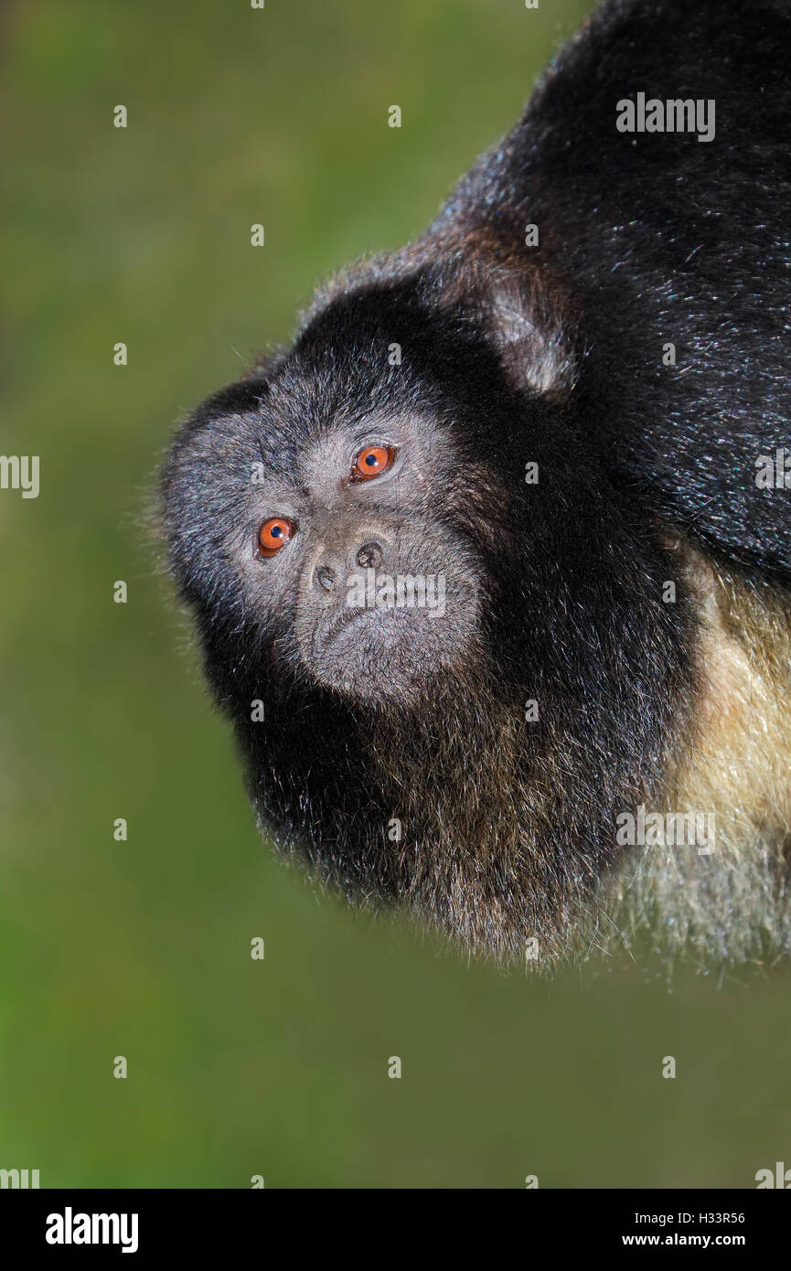 Portrait of a black howler monkey (Alouatta caraya) Stock Photo