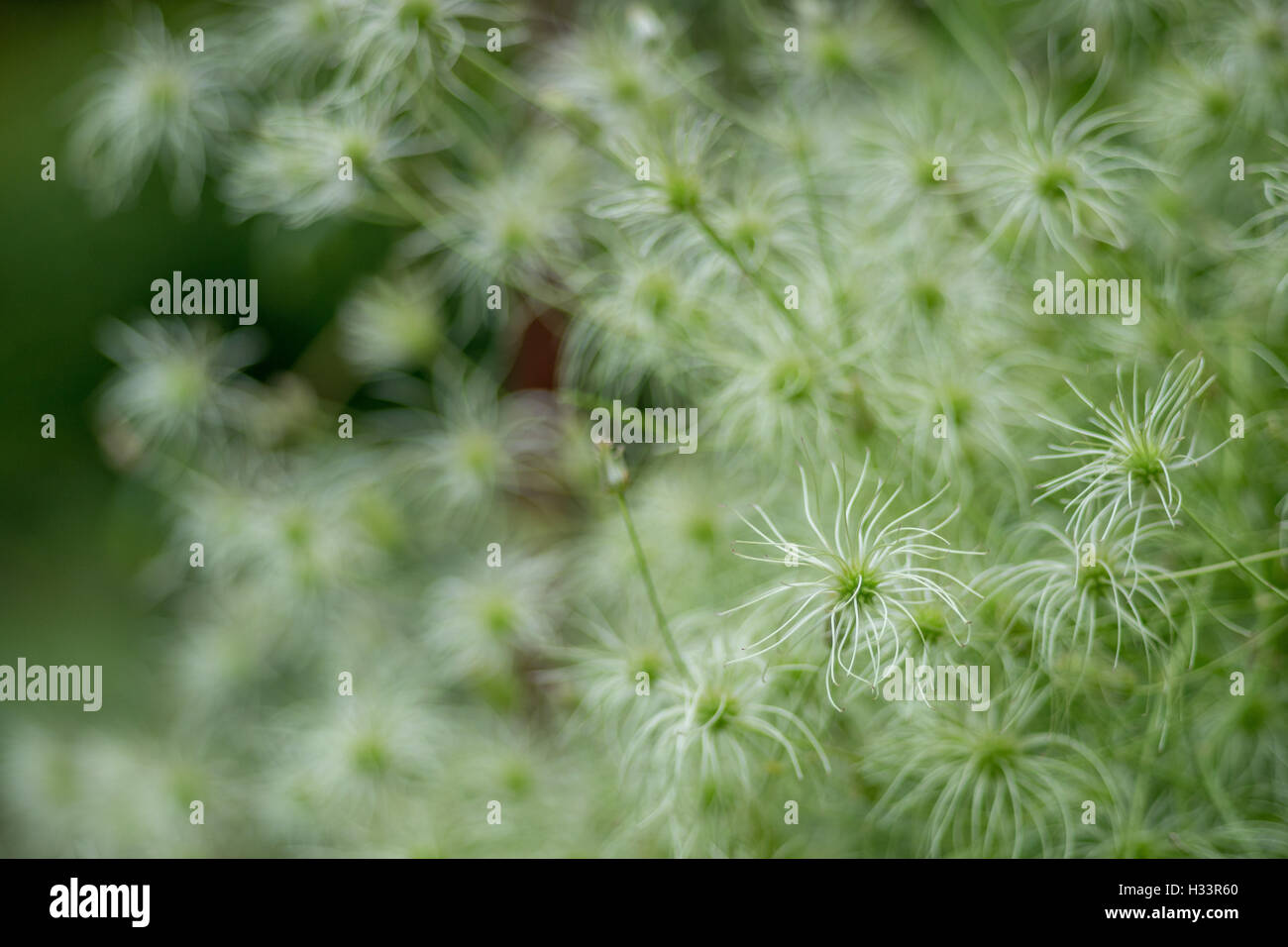 Fluffy clematis seed heads Stock Photo