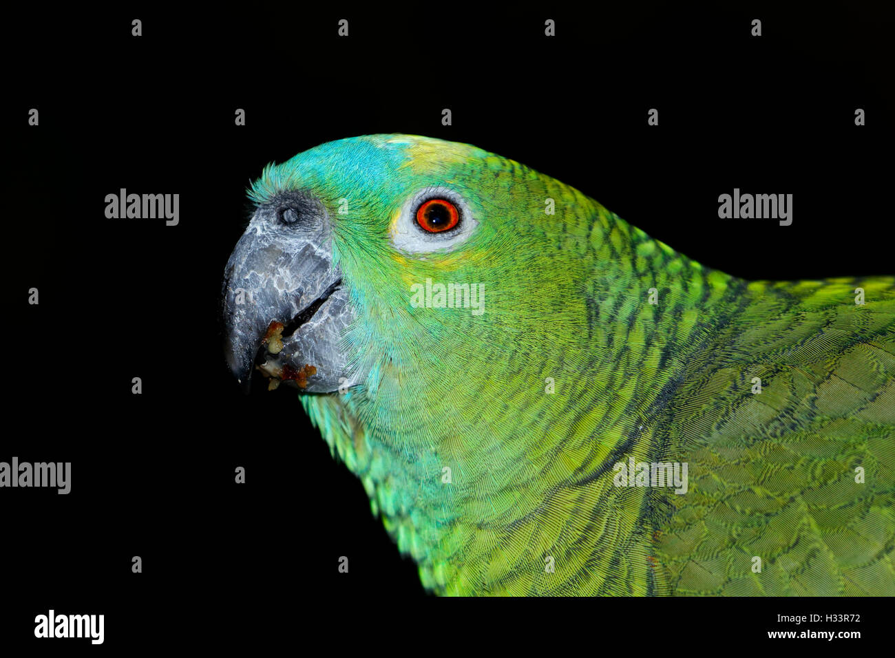 Portrait of a blue fronted Amazon parrot (Amazona aestiva) on black Stock Photo