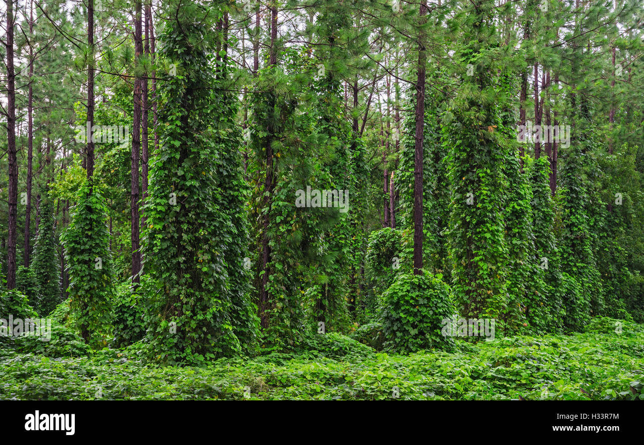 Kudzu covered pine trees in North Central Florida. Pueraria lobata Stock Photo