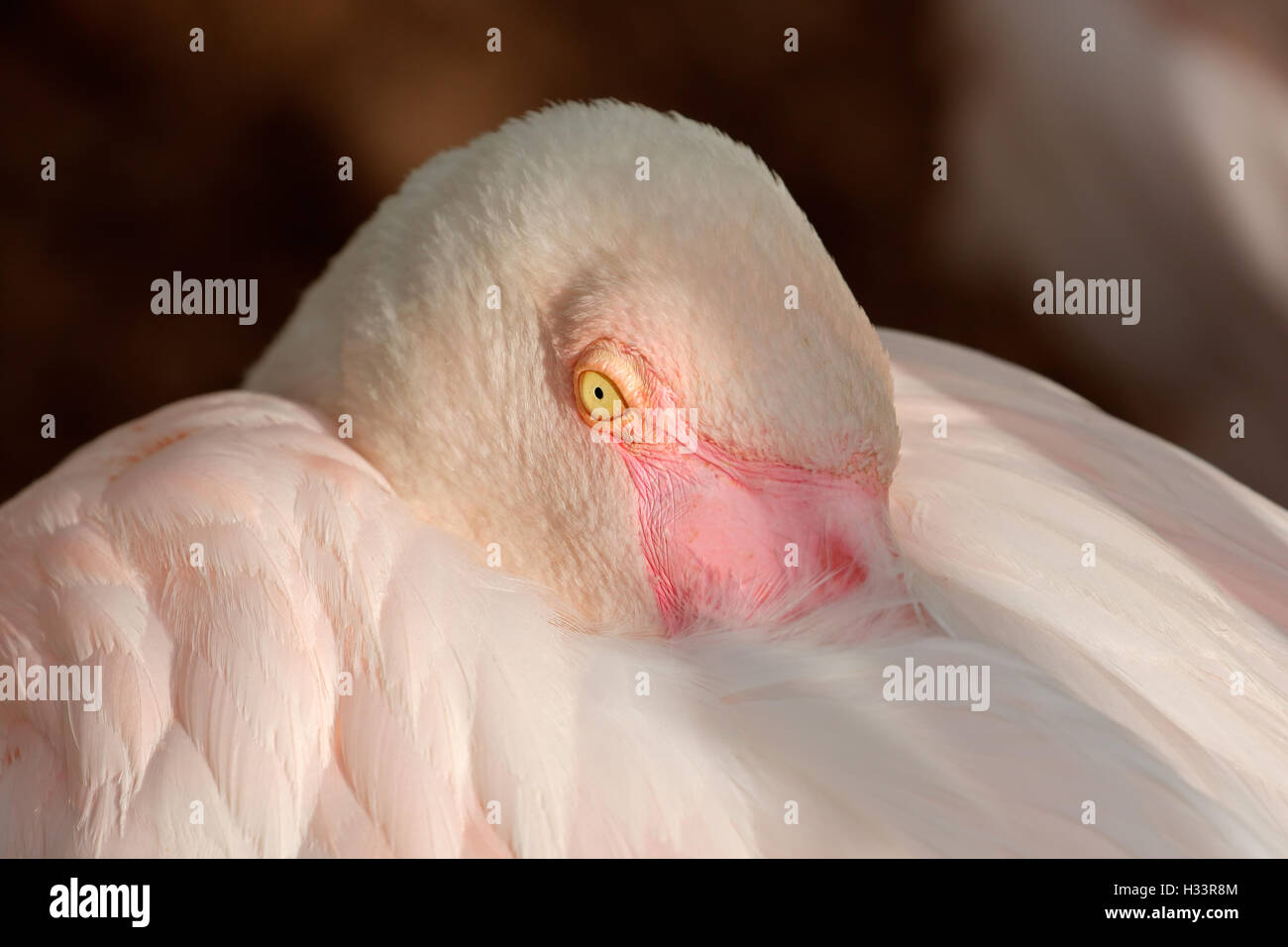 Portrait of a resting greater flamingo (Phoenicopterus roseus), South Africa Stock Photo