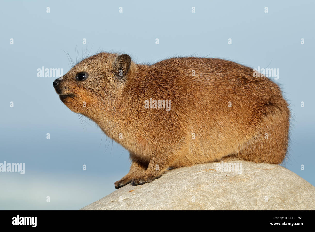Rock hyrax (Procavia capensis) basking on a rock, South Africa Stock Photo