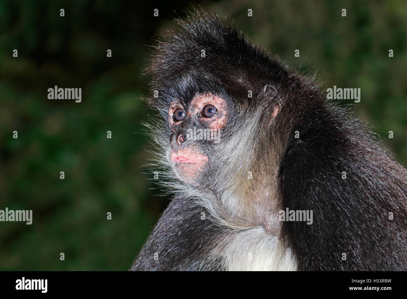 Portrait of a spider monkey (Ateles geoffroyi) Stock Photo