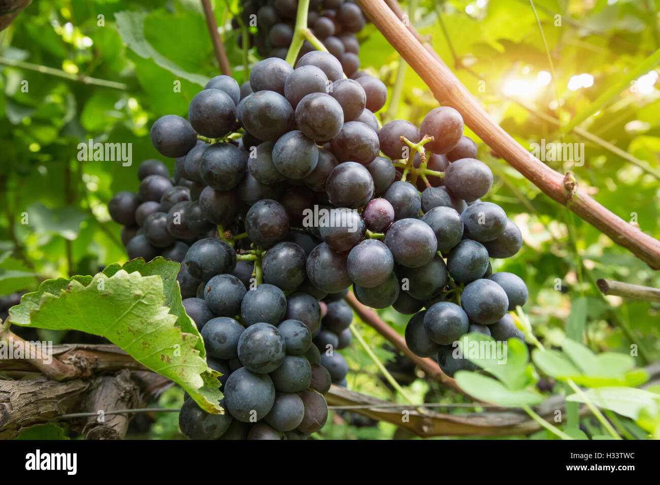 purple grapes on vine in garden. Stock Photo