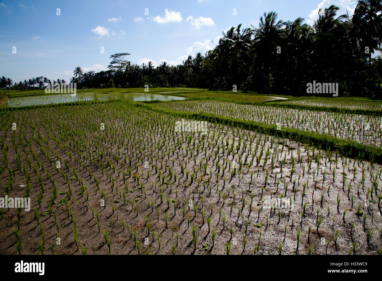 Drying out rice hires stock photography and images Alamy
