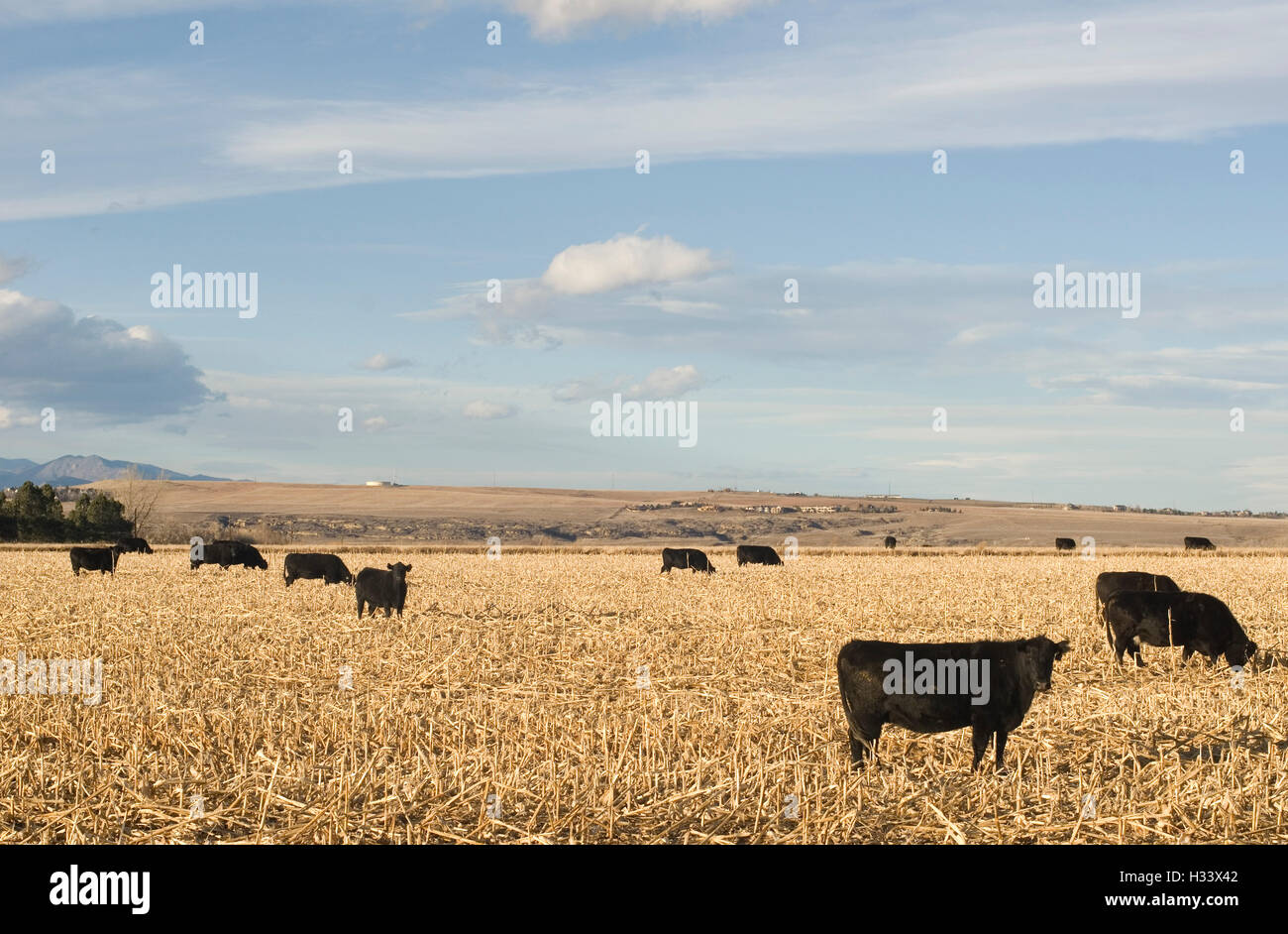 Several angus cows in harvested corn field east of Boulder Stock Photo