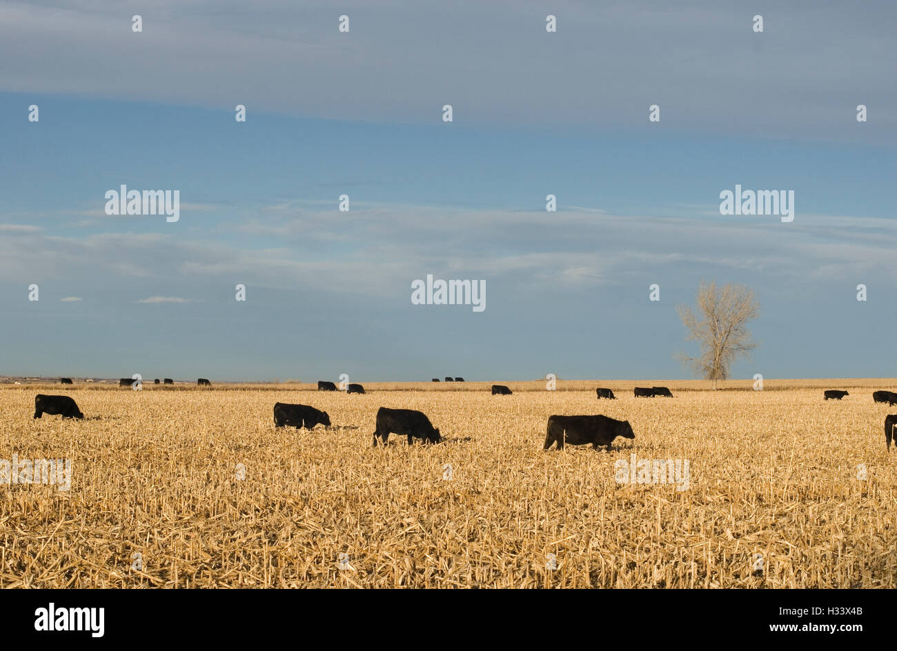 Angus cows in harvested corn field east of Boulder Stock Photo