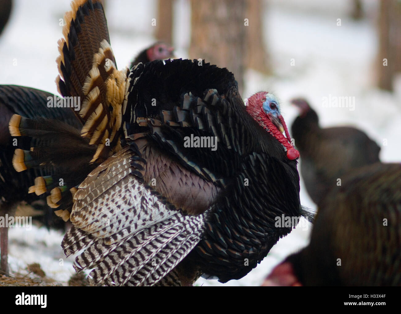 Male wild turkey strutting in flock Stock Photo Alamy