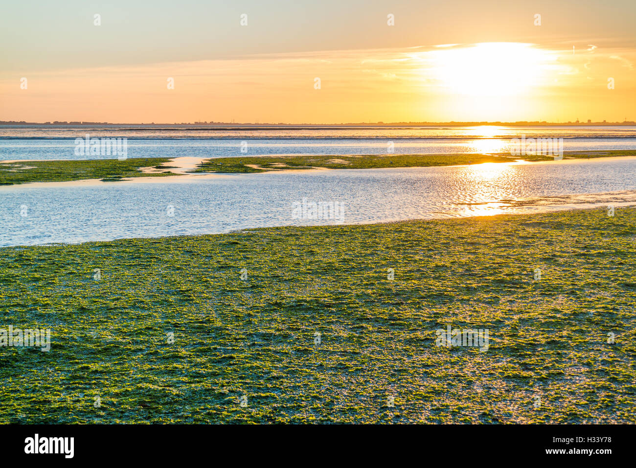 Sunset over sea lettuce field on saltwater tidal flats at low tide of Waddensea, Netherlands Stock Photo