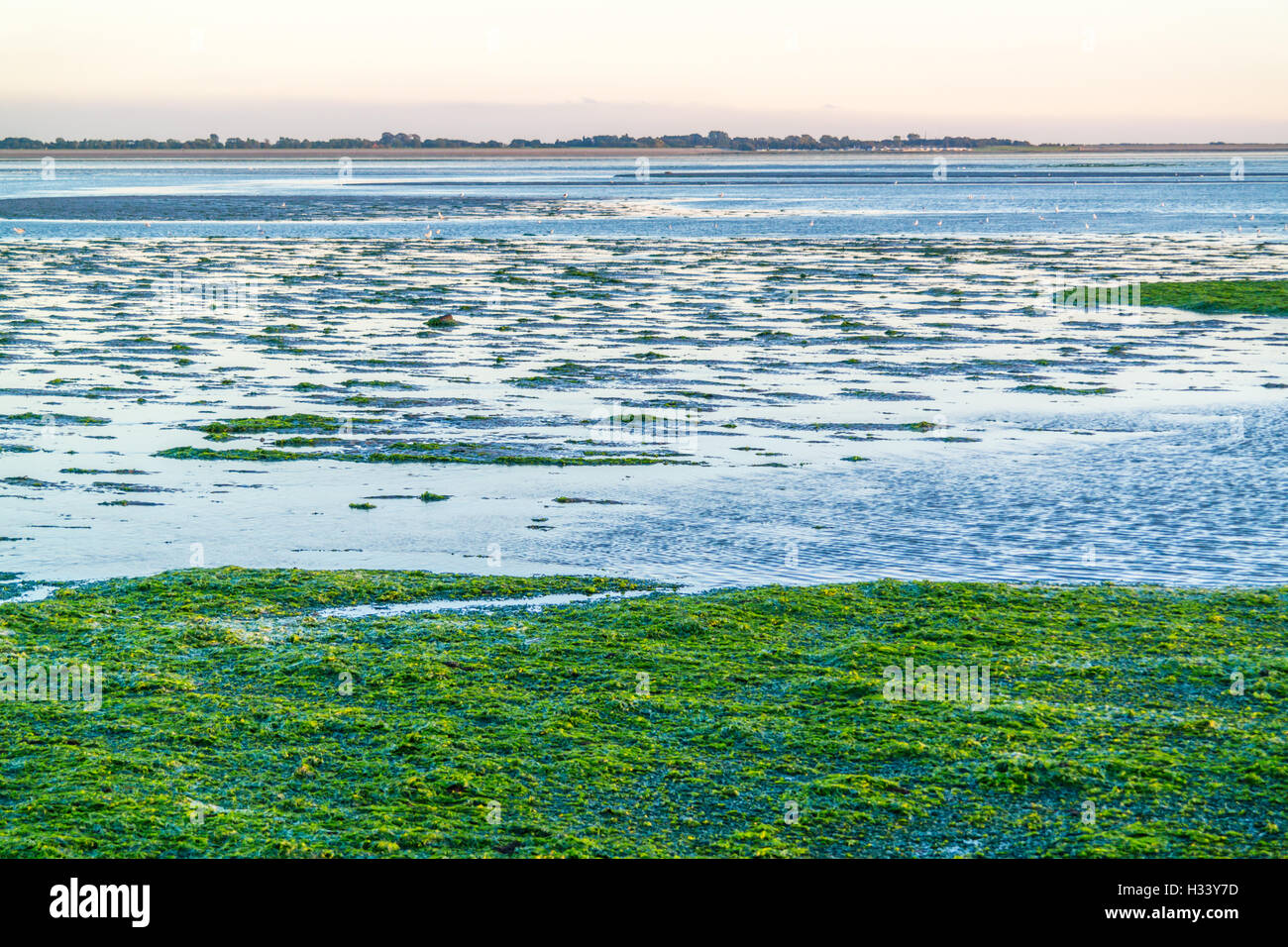 Saltwater tidal flats at low tide with sea lettuce, Waddensea, Netherlands Stock Photo