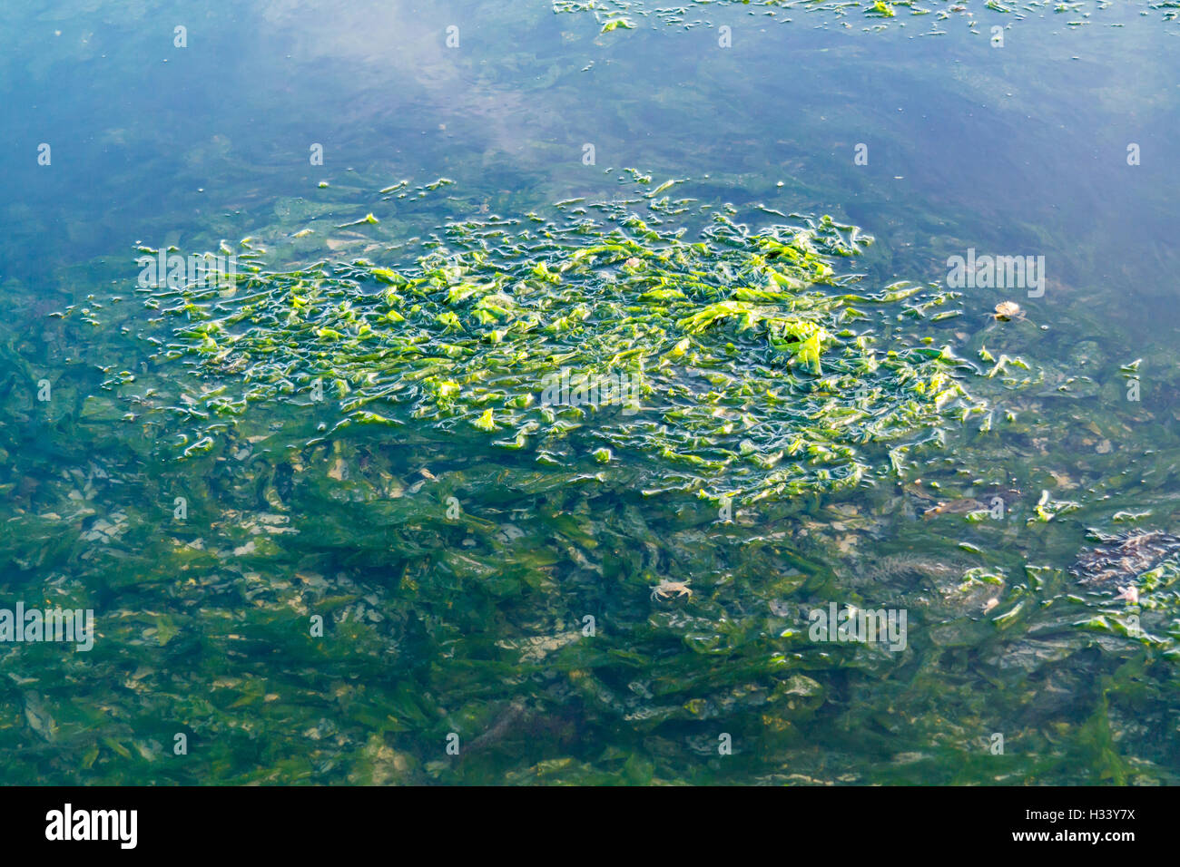 Sea lettuce, Ulva lactuca, floating on water surface and underwater at low tide of Waddensea, Netherlands Stock Photo