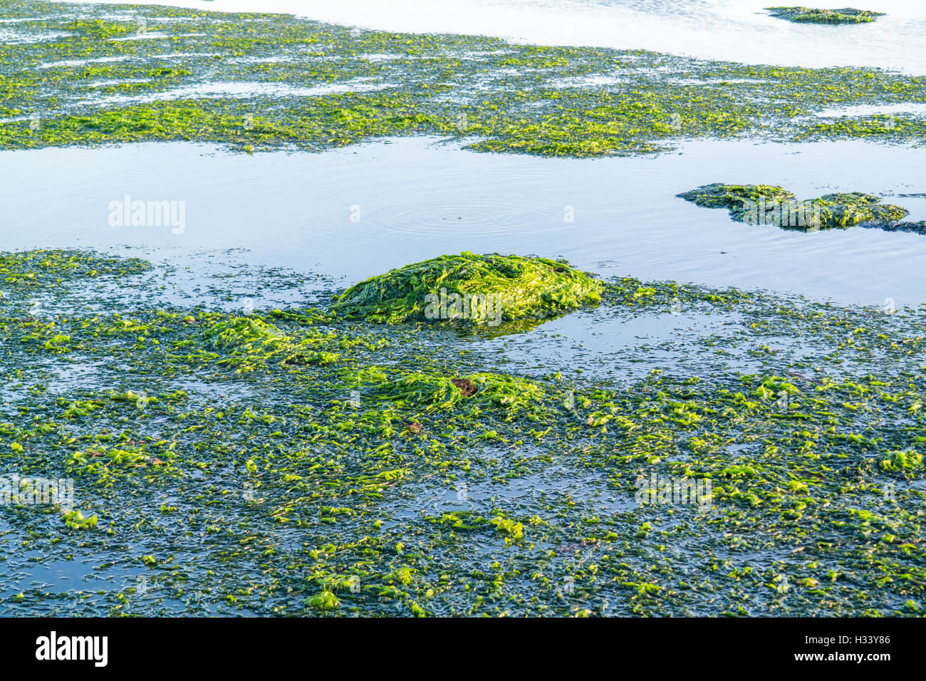 Floating sea lettuce, Ulva lactuca, on water surface at low tide of Waddensea, Netherlands Stock Photo