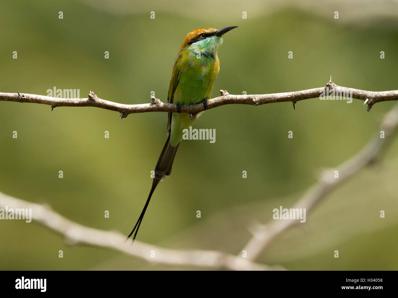 One green bee eater hi-res stock photography and images - Alamy