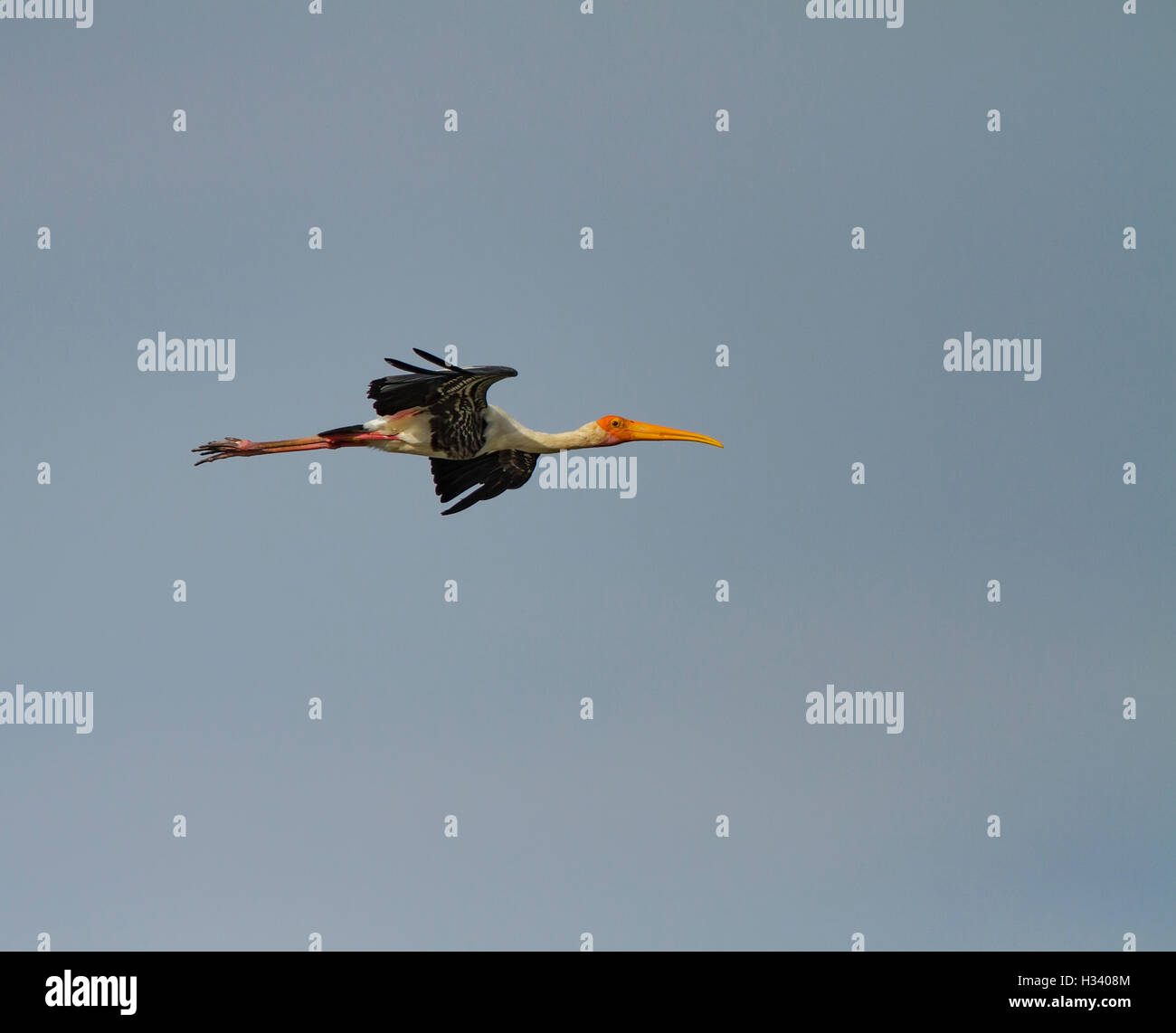 Flying Painted stork in blue sky Stock Photo