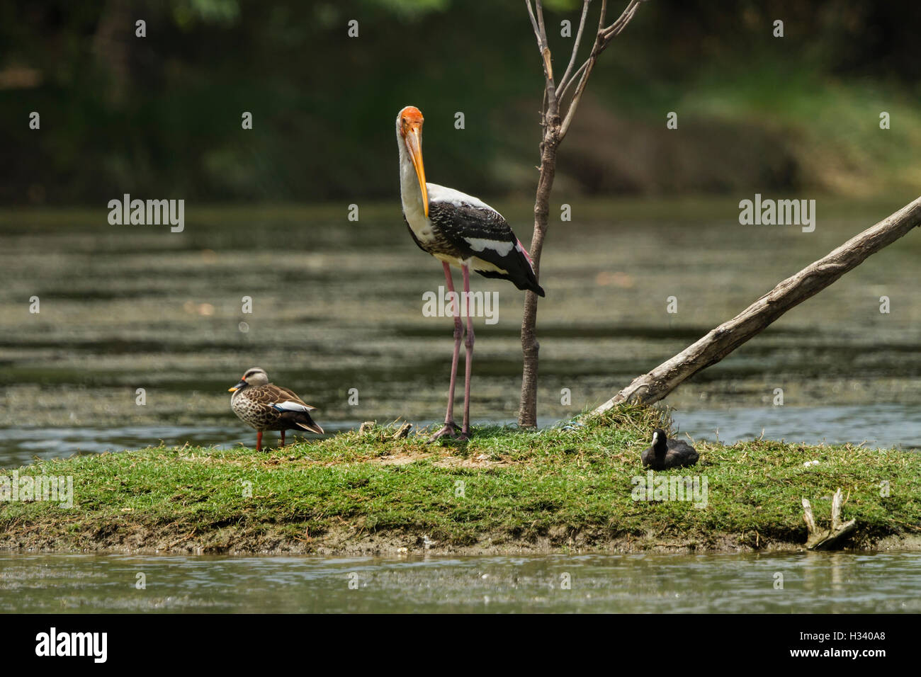 Painted stork, spot billed duck and eurasian coot in the nature habitat. Stock Photo