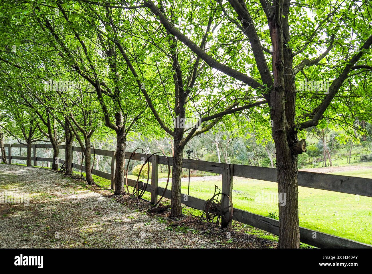 A wooden fence behind a line of Manchurian pear trees, Pyrus ussuriensis. Stock Photo