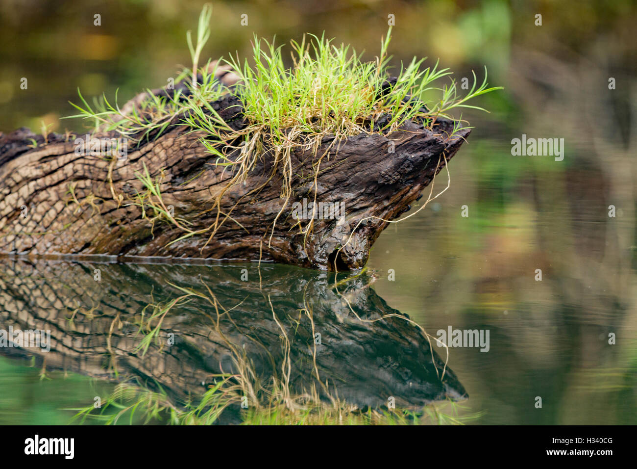 grass growing on old tree in water with reflection Stock Photo