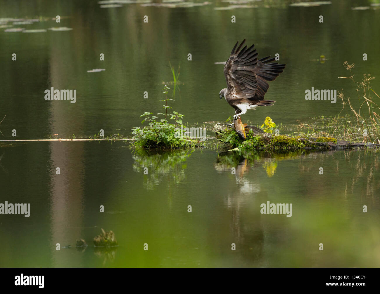 The lesser fish eagle (Ichthyophaga humilis) with fish in a green lake ...