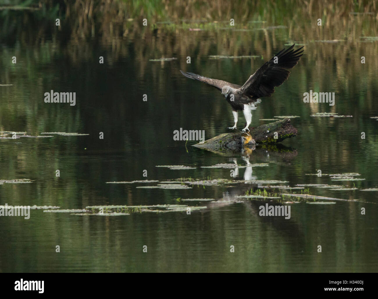 The lesser fish eagle (Ichthyophaga humilis) with fish in a green lake