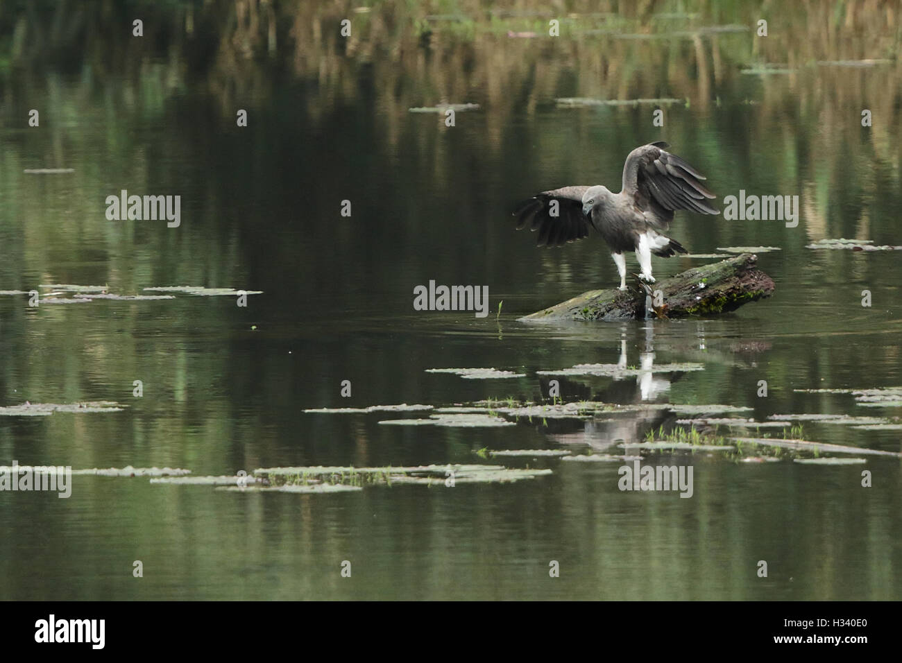 The lesser fish eagle (Ichthyophaga humilis) with fish in a green lake water background Stock Photo