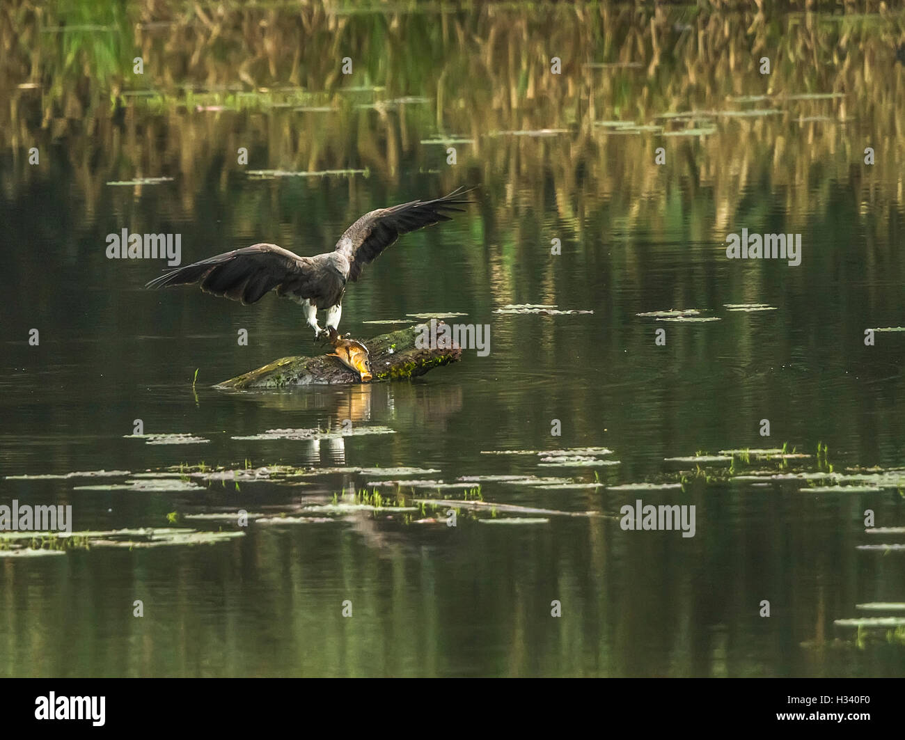 The lesser fish eagle (Ichthyophaga humilis) with fish in a green lake water background Stock Photo