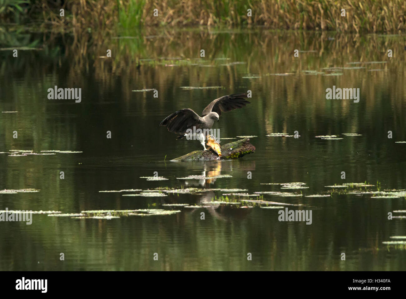 The lesser fish eagle (Ichthyophaga humilis) with fish in a green lake ...